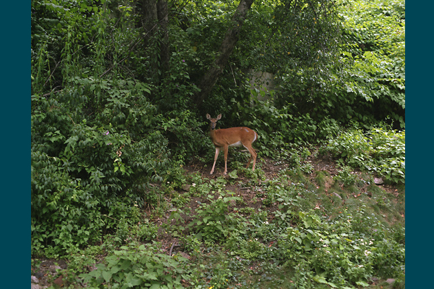 Early July, 2009 